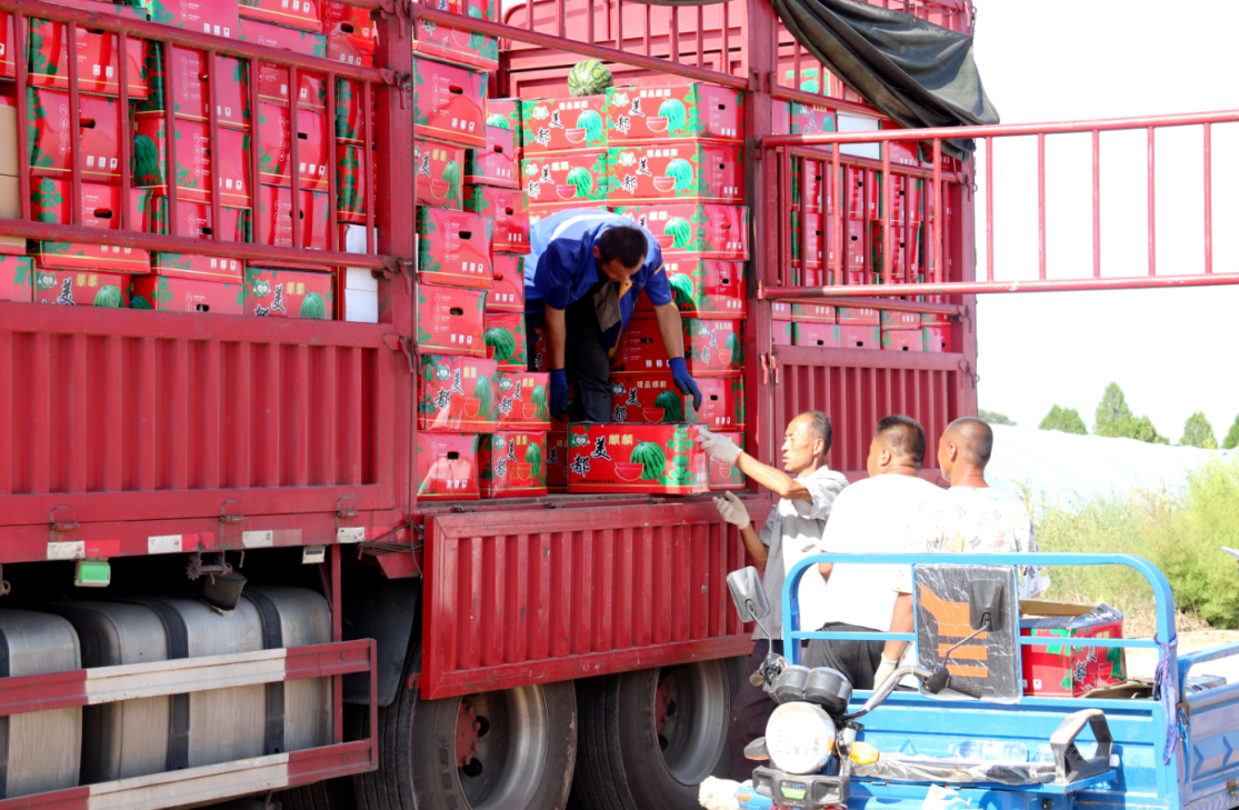 西峰区肖金镇南李村麒麟西瓜种植基地的工人在给外地客商搬运装车麒麟