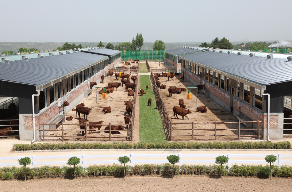 正宁县正兴千头肉牛繁育场一角. 陇东报全媒体记者 雷云龙 摄